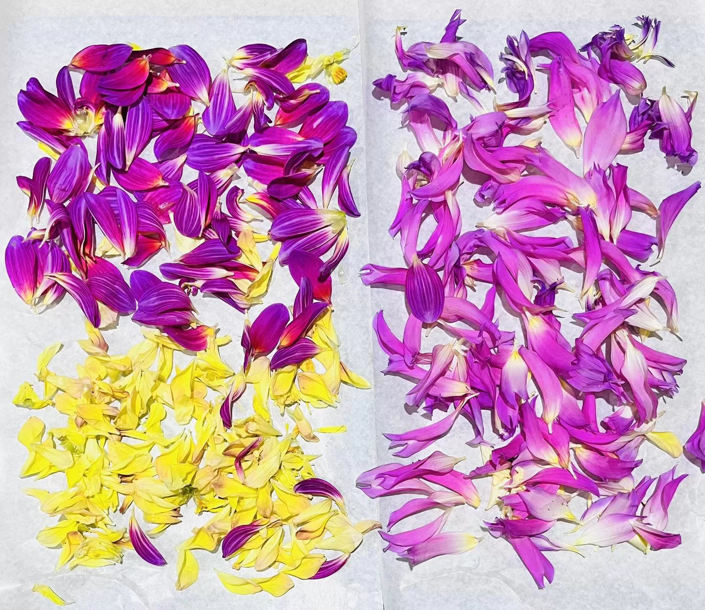 Cake/Cocktail/Dessert Confetti image 6